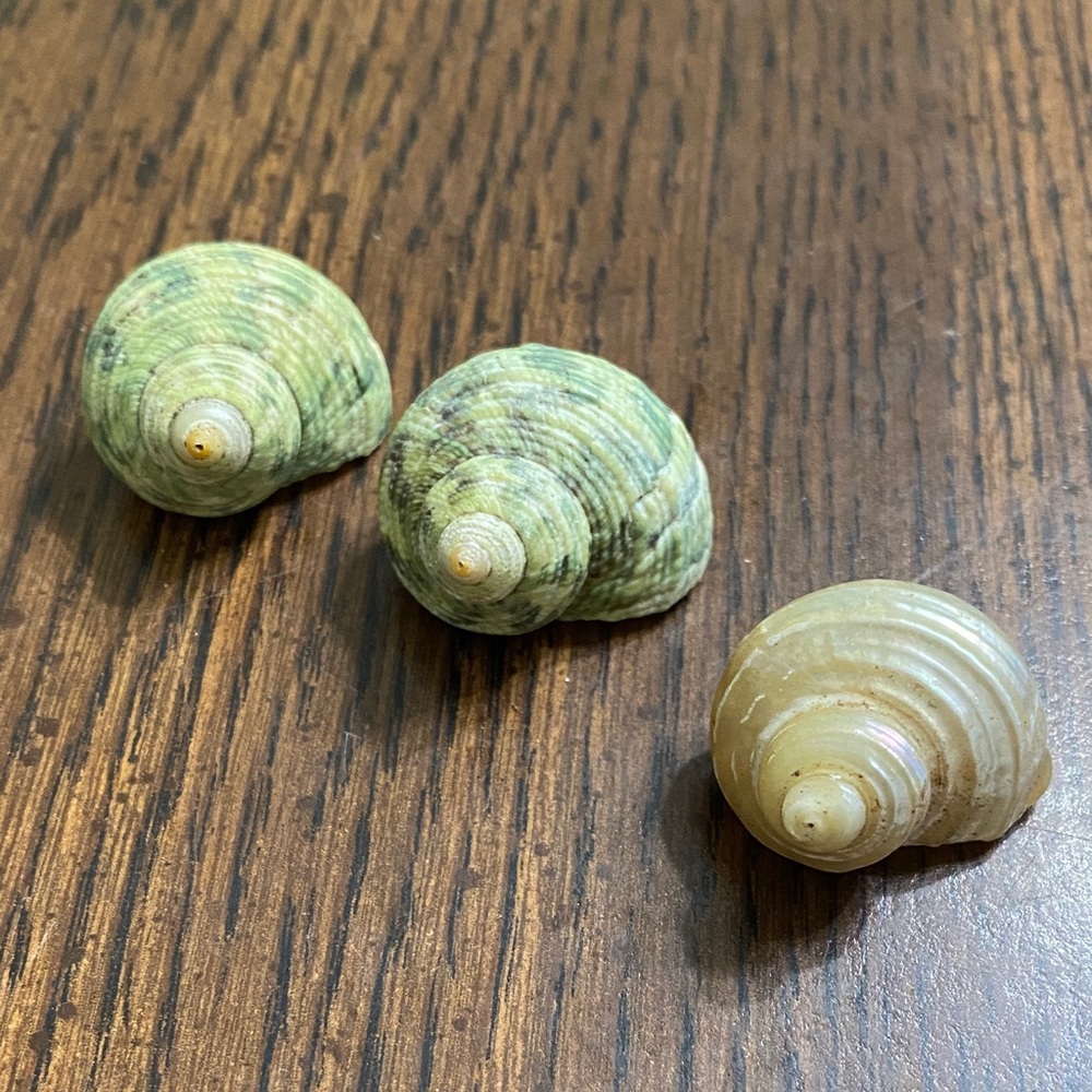 “5/$20” .5 inch O shaped opening hermit crab shells